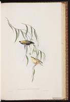 Black-headed Pardalote plate 41