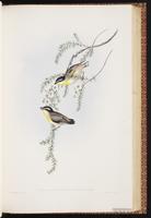 Black-headed Pardalote plate 40