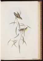 Striated Pardalote plate 39