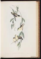 Striated Pardalote plate 38