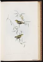 Forty-spotted Pardalote plate 37