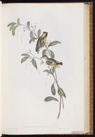 Red-browed Pardalote plate 36