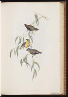 Spotted Pardalote plate 35