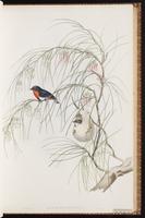 Mistletoebird plate 34
