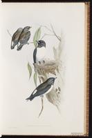 White-breasted Wood-Swallow, White-breasted Woodswallow plate 33