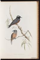 White-browed Woodswallow plate 32
