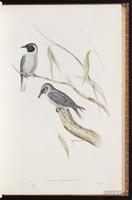 Masked Woodswallow plate 31