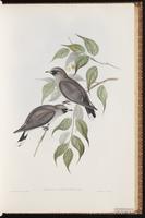 Black-faced Woodswallow plate 30
