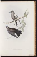 Black-faced Woodswallow plate 29