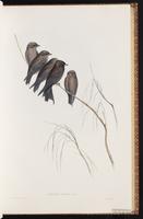 Little Woodswallow plate 28