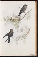 Dusky Woodswallow plate 27