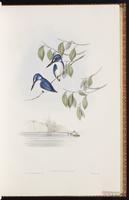 Little Kingfisher plate 26
