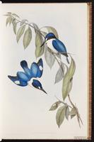 Forest Kingfisher plate 24