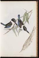 Collared Kingfisher plate 23