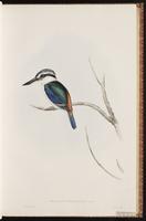 Red-backed Kingfisher plate 22