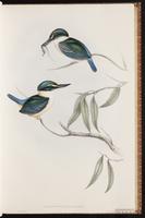 Sacred Kingfisher plate 21