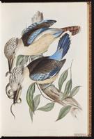 Blue-winged Kookaburra plate 20