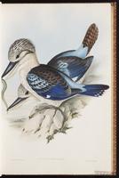Blue-winged Kookaburra plate 19