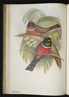 Orange-breasted trogon plate 12