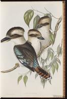 Laughing Kookaburra plate 18