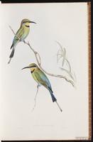 Rainbow Bee-eater plate 16