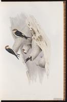 Fairy Martin plate 15