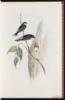 Tree Martin plate 14