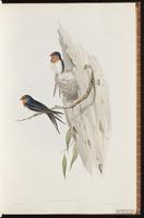 Welcome Swallow plate 13