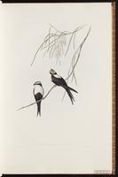 White-backed Sparrow plate 12