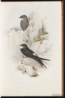 Fork-tailed Swift plate 11
