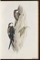 White-throated Needletail plate 10