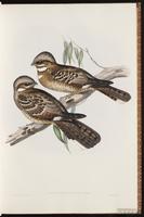 Large-tailed Nightjar plate 9