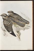 Spotted Nightjar plate 8