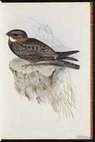 White-throated Nightjar plate 7