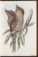 Tawny Frogmouth plate 6