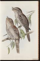 Tawny Frogmouth plate 5