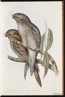 Tawny Frogmouth plate 4