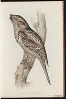 Tawny Frogmouth plate 3