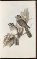 Australian Owlet-Nightjar plate 2