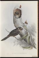 Australian Owlet-Nightjar plate 1