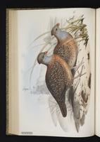Bearded Wood Partridge, Codorniz-coluda veracruzana plate 22