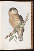 Rufous Boobook plate 36