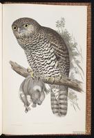 Powerful Boobook plate 35