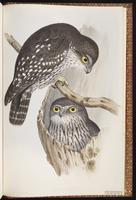 Barking Boobook plate 34