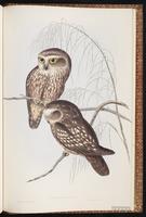 Morepork plate 33