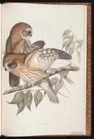 Southern Boobook plate 32