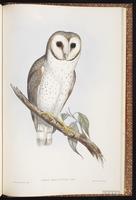 Barn Owl, Common Barn-Owl, effraie de clochers, Lechuza de campanario plate 31