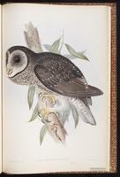 Greater Sooty Owl plate 30