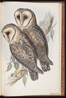 Australian Masked Owl plate 29