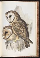 Australian Masked Owl plate 28
